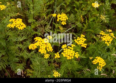 Tanacetum vulgare in der Wahner Heide, Troisdorf, Nordrhein-Westfalen, Deutschland. Rainfarn (Tanacetum vulgare), auch Wurmkraut genannt, in Stockfoto