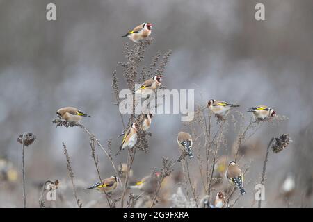Goldfink (Carduelis carduelis). Herde auf der Nahrungssuche in einem Sonnenblumenfeld. Deutschland... Stockfoto