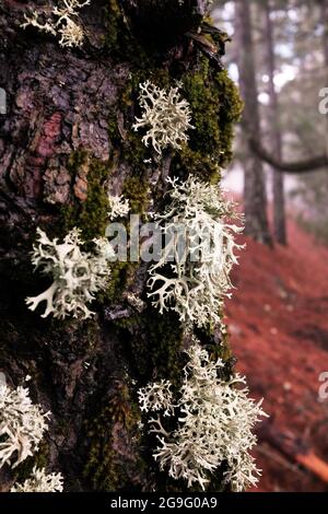 Moos in einem Baumwald, an einem dichten und feuchten Tag Stockfoto