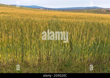 dh Barley CROPS UK Scottish Short STEM Barley Variety Crop Field uk Farmernte Schottland Landwirtschaft Ackerland Felder Stockfoto