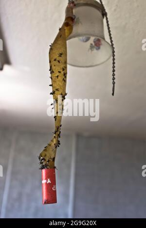 dh Insect Fallen INSEKTEN UK Tote Fliegen gefangen auf klebrigen Fliegenfalle klebende Flypaper Tape Flycatcher Flyfalle Stockfoto