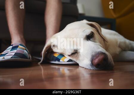 Der alte Hund schläft auf dem Bein seines Besitzers. Loyalität labrador Retriever Ruhe zu Hause. Stockfoto