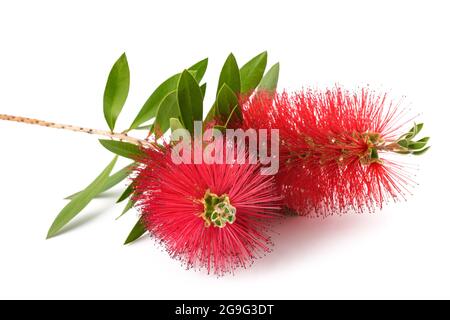 Callistemon Blumen isoliert auf weißem Hintergrund Stockfoto