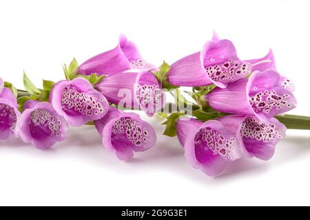 Foxglove Blumen isoliert auf weißem Hintergrund Stockfoto