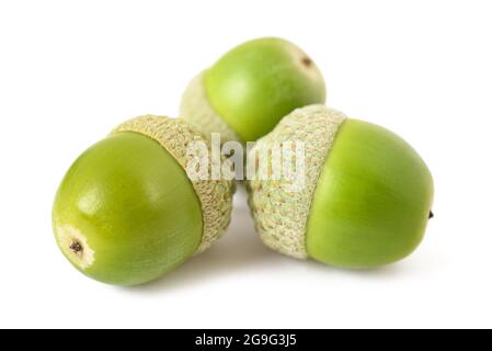 Eicheln aus Eiche ( Quercus robur) isoliert auf weißem Hintergrund Stockfoto