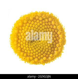 Tansy (Tanacetum vulgare) isoliert auf weißem Hintergrund Stockfoto