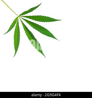 Hanf oder Cannabis Einzelblatt isoliert auf weißem Hintergrund Stockfoto