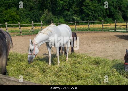 Pferde in einer Koralle grasen 02 Stockfoto