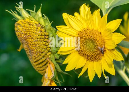 Gewöhnliche Sonnenblume (Helianthus annuus). Blume und Samenkopf. Deutschland Stockfoto