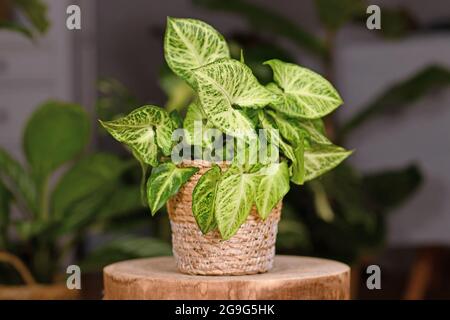 Exotische Zimmerpflanze „Syngonium Podophyllum Arrow“ in Korbtopf im Innenbereich auf einem hölzernen Couchtisch Stockfoto