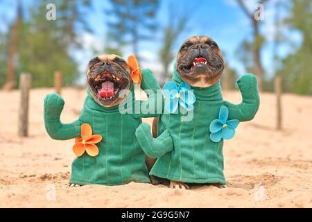 Französischer Bulldogge, gekleidet mit Kaktuskostümen mit gefälschten Armen und Blumen, die auf sandigen Boden stehen Stockfoto