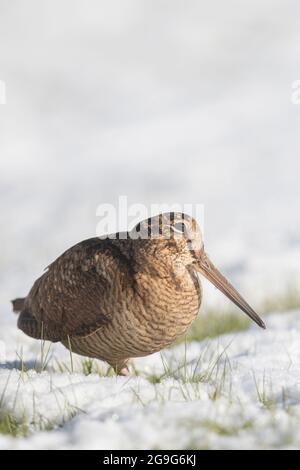 Eurasischer Waldhahn (Scolopax rusticola). Erwachsener, der im Schnee steht. Schleswig-Holstein, Deutschland Stockfoto