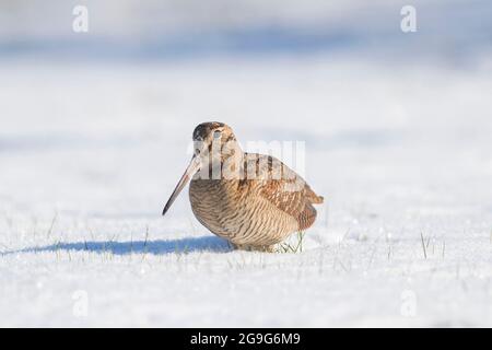 Eurasischer Waldhahn (Scolopax rusticola). Erwachsener, der im Schnee steht. Schleswig-Holstein, Deutschland Stockfoto