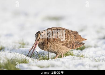 Eurasischer Waldhahn (Scolopax rusticola). Erwachsener, der einen Wurm isst. Schleswig-Holstein, Deutschland Stockfoto