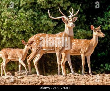 Axis Deer (Axis Axis), auch das Chital oder der gefleckte Hirsch genannt, stammt aus Indien, Nepal, Sikkim und Sri Lanka. Stockfoto