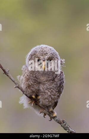 Uraleule (Strix uralensis). Jungfeilling auf einem Ast. Schweden Stockfoto