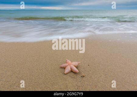 Seesterne, Seestar (Astéias rubens). Toter Seesterne am Strand. Schleswig-Holstein, Deutschland Stockfoto