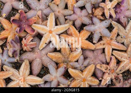 Seesterne, Seestar (Astéias rubens). Tote Seesterne am Strand, Schleswig-Holstein, Deutschland Stockfoto