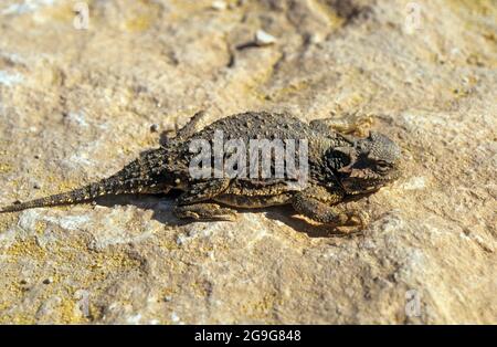 Der zentrale bärtige Drache (Pogona vitticeps), auch bekannt als bärtiger Drache im Landesinneren, ist eine Art von Agamideidechse, die in einer Vielzahl von Arten von Arden bis gefunden wird Stockfoto