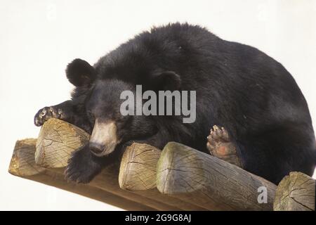 Asiatischer Schwarzbär (Ursus thibetanus), auch bekannt als asiatischer Schwarzbär, Mondbär und Weißkastebär, ist eine mittelgroße Bärenart, die hier beheimatet ist Stockfoto