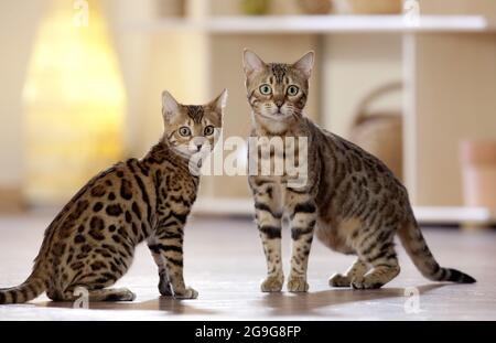 Bengalkatze. Zwei Erwachsene Katzen in einem Appartement. Deutschland Stockfoto