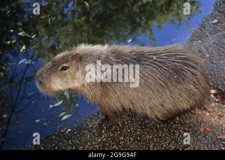 Capybara (Hydrochoerus hydrochaeris) die Capybara stammt aus Südamerika und ist das größte Nagetier der Welt. Stockfoto