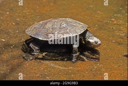 Kaspischen Schildkröte oder gestreift - Hals terrapin (Mauremys caspica). ist ein mittelständisches semi-aquatischen Schildkröte, die aus aus dem östlichen Mittelmeerraum gefunden wird Stockfoto