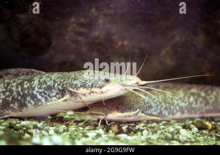 Clarias gariepinus oder African Sharptooth Wels ist eine Art von Wels aus der Familie der Clariidae, den luftatmenden Wels. Fotografiert in Israel Stockfoto