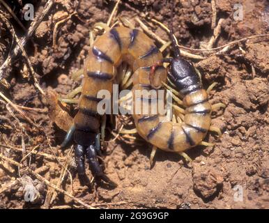 Giftiger Tausendfüßler. Tausendfüßler sind räuberische Arthropoden der Klasse Chilopoda des Subphylum Myriapoda, einer Arthropoden-Gruppe, die ebenfalls in der Gruppe enthalten ist Stockfoto