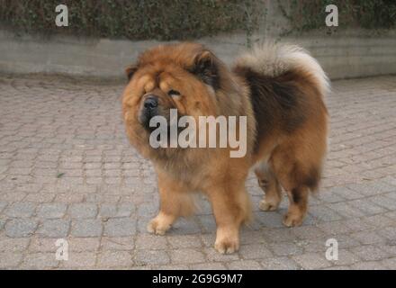 Die Chow Chow ist eine Hunderasse, die ursprünglich aus Nordchina stammt. Die Chow Chow ist ein stabil gebauter Hund, quadratisch im Profil, mit einem breiten Schädel und klein, t Stockfoto