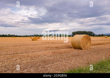 Ein Feld mit Strohballen nach der Ernte auf einem Stoppelfeld Stockfoto