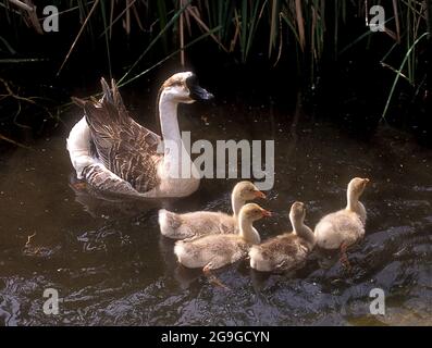 Eine weibliche Gans und Gänseküken in einem Teich Stockfoto