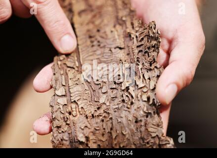 26. Juli 2021, Nordrhein-Westfalen, Rösrath: Ein Förster zeigt im Königsforst-Wald eine Baumrinde mit Spuren des Rindenkäfers. Das Staatliche Forstamt hat mit der Untersuchung des Waldzustands begonnen. Foto: Oliver Berg/dpa Stockfoto