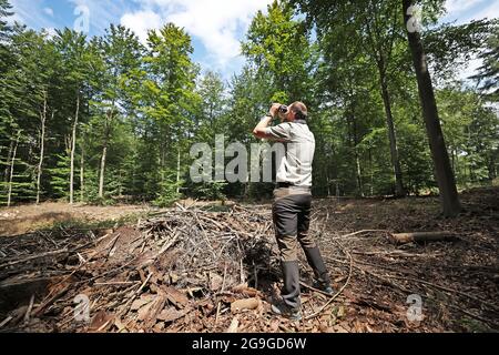 26. Juli 2021, Nordrhein-Westfalen, Rösrath: Förster Holger Beding untersucht mit einem Fernglas den Zustand von Buchen im Königsforst-Wald. Das Staatliche Forstamt hat mit der Untersuchung des Waldzustands begonnen. Foto: Oliver Berg/dpa Stockfoto