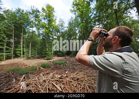 26. Juli 2021, Nordrhein-Westfalen, Rösrath: Förster Holger Beding untersucht mit einem Fernglas den Zustand von Buchen im Königsforst-Wald. Das Staatliche Forstamt hat mit der Untersuchung des Waldzustands begonnen. Foto: Oliver Berg/dpa Stockfoto