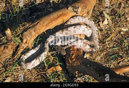 Die graue Rattenschlange oder graue Rattenschlange (Pantherophis spiloides), auch allgemein bekannt als die zentrale Rattenschlange, Hühnerschlange, midland-Rattennatter oder Pilot b Stockfoto