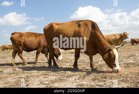 Frei grasenden Rinder weiden ein Feld nach der Ernte. Fotografiert in der Wüste Nördlicher Negev, Israel Stockfoto