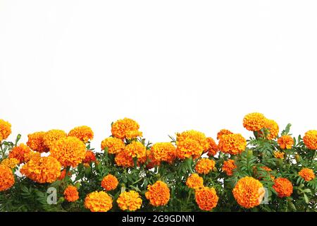 Orangefarbene Ringelblumen Rand isoliert auf weißem Hintergrund Stockfoto