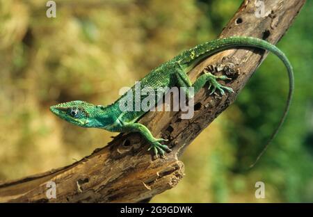 Anolis carolinensis oder grüne Anole ist eine baumbewohnende Art von Anoleneidechse, die im Südosten der Vereinigten Staaten beheimatet ist und in Th auf die Inseln eingeführt wird Stockfoto