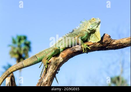 Nahaufnahme von einem grünen Leguan (Iguana iguana) mit Stacheln und wamme fotografiert in Costa Rica Stockfoto