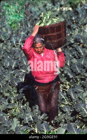 Rio Grande Valley, Texas, USA, 1988: Wanderarbeiterin trägt einen schweren Brokkoli-Korb auf dem Feld. ©Bob Daemmrich Stockfoto