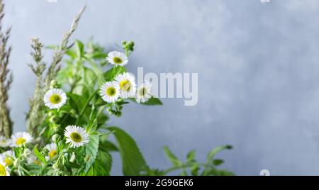 Das Konzept einer Pflanze Sommer Hintergrund. Feldgras, Gänseblümchen, melisa auf grauem Hintergrund mit Kopierraum Stockfoto