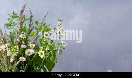 Das Konzept einer Pflanze Sommer Hintergrund. Feldgras, Gänseblümchen, melisa auf grauem Hintergrund mit Kopierraum, Vatertag, Muttertag, Hallo Summ Stockfoto