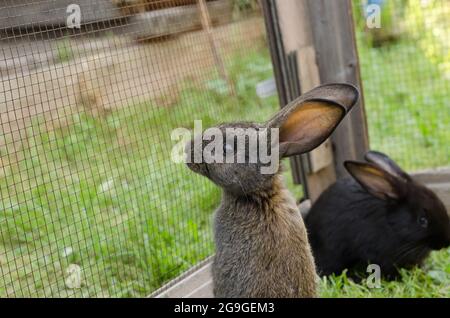 Ein kleines graues Kaninchen, 2 Monate alt, die Flandern Rasse steht in einem Corral auf grünem Gras. Natürliche Landschaft, selektiver Fokus Stockfoto