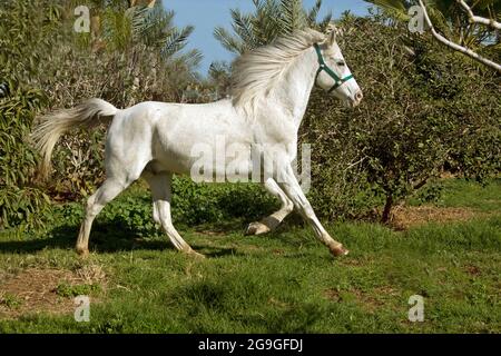 Weißes reiterloses Pferd trabiert auf einem Feld Stockfoto