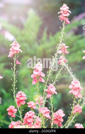 Rosenblumen auf dem Hintergrund von Bäumen und alten Häusern. Gartenarbeit. Stockfoto