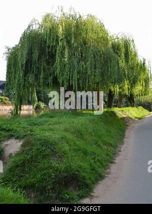 Weeping Willow 9Salix babylonica) entlang des Severn Way Fußwegs in Shrewsbury Stockfoto