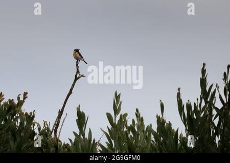 Afrikanischer Steinechat, der an einem nebligen Tag auf einem Zweig gegen den grauen Himmel steht, mit Büschen am Boden. Landschaftsfotografie des Vogels Stockfoto