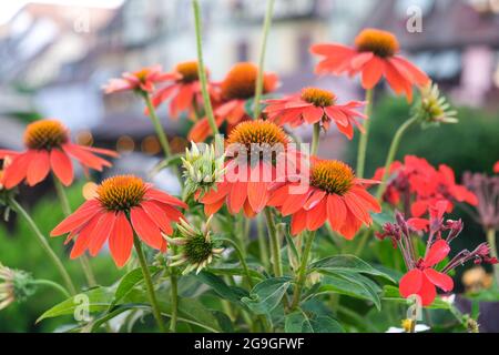 Orangefarbene Blumen auf dem Hintergrund alter Häuser. Urbane Landschaftsgestaltung. Gartenarbeit. Stockfoto