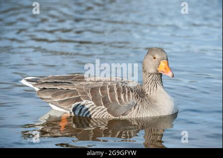 Nahaufnahme einer ägyptischen Gans und deren Spiegelung auf einem See Stockfoto